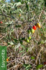 Image result for Solanum anguivi