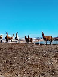 Animales De La Granja En 2021 Animales De La Granja Animales Fotografia