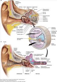A Coronal Section Of The Internal Ear B Cross Section Of The Cochlea C Pathway For The Transmis Ear Anatomy Medical Knowledge Human Anatomy And Physiology
