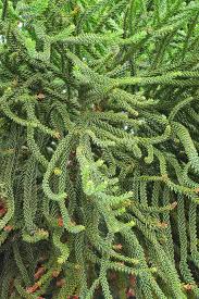 Image result for Araucaria cunninghamii