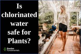 We did not find results for: Chlorine Chloramine And Plants Everything You Need To Know Garden Myths