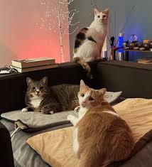 Image result for Ginger Brown 2014 Peugeot