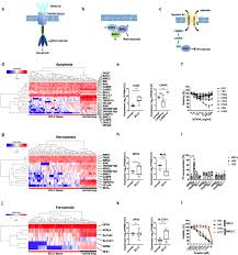 Their size and relationship to each other give clues to underlying functional disorder. Ferroptosis Response Segregates Small Cell Lung Cancer Sclc Neuroendocrine Subtypes Nature Communications