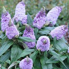 Buddleia Pugster Amethyst Shrub Butterfly Bush Amazing Landscaping Ideas Urban Garden