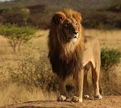 Leoes Africanos Pesquisa Google Lion Pictures Lion Hd Wallpaper Lion Wallpaper