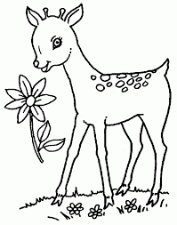 Deer coloring pages are cute black and white images of forest horned inhabitants. Deer Color Page Coloring Home