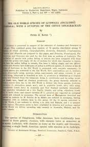 Image result for Ludwigia stenorraphe