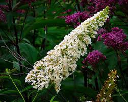 Image result for Buddleja davidii