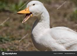 It is a mallard derived from birds brought to the united states from china in the nineteenth century, and is now bred in many parts of the world. Stockfotos American Pekin Duck Bilder Stockfotografie American Pekin Duck Lizenzfreie Fotos Depositphotos
