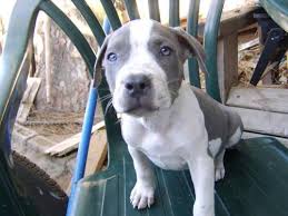 Why buy a puppy for sale if you can adopt and save a life? Pitbull Merle Pets And Animals For Sale San Diego Ca