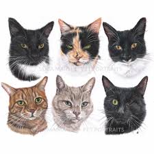 Black And White Tuxedo Cat Clipart Custom Colour Pencil Cat Portrait Of A Tuxedo Tortie Tabby Black Cat Handmade Pet Portrait Cat Portraits Tuxedo Cat Art Custom Cat Portrait