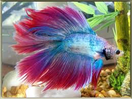 List Of Freshwater Fish Beginning With B Fish Betta Fish Freshwater Fish