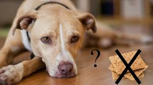 Destroying the wptv graham cracker village. Can Dogs Eat Graham Crackers Is It Really Bad Know The Truth