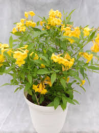 Image result for Tecoma