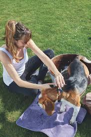 Toilettage Chien Toilettage Tapis Absorbant Toilettage Chien