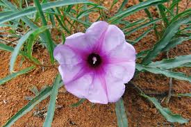 Image result for Ipomoea bolusiana