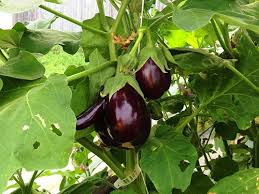 Amalkan selalu meminumnya 2 kali sehari iaitu sebelum sarapan dan sebelum tidur. Mengapa Kehilangan Warna Buah Terong Mengapa Kuning Dan Ditutupi Dengan Bintik Bintik Daun Dari Terong Di Rumah Kaca