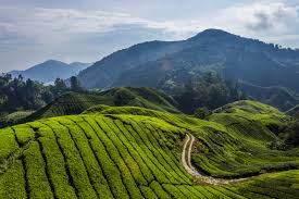 Hotel 2 bintang di cameron highland merupakan pilihan hotel murah yang boleh anda cuba masa bercuti di cameron highland. Cameron Tanah Tinggi Malaysia Terbesar Di Secret World