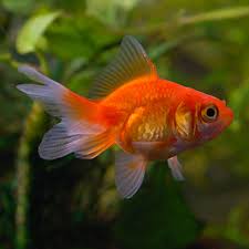 Tropical Fish For Freshwater Aquariums Fantail Goldfish Red