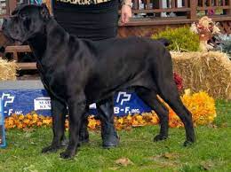 Bravado Cane Corso Cane Corso Breeder South Carolina Cane Corso Cane Corso Breeders Akc Breeds