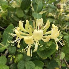 Maybe you would like to learn more about one of these? Honeysuckle Lonicera Periclymenum British Trees Hedges Habitat Aid