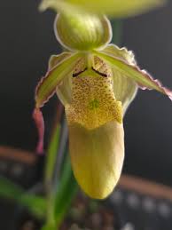 Image result for Dipcadi longifolium