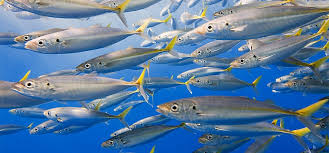 'under the sea' early years (eyfs) editable printable resources. How To Draw A Fish Easily Adobe