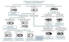 Truman's scientific guide to pest control operations. Stored Product Pest Control Measures