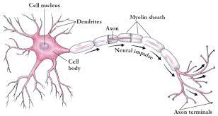 Motor Neuron Thinglink Neurons Motor Neuron Neuron Model