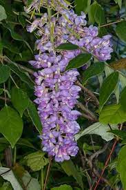 Wisteria Frutescens Native Plant Gardening Flowering Vines Habitat Garden