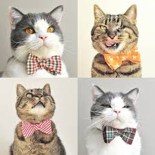 shopify on instagram congrats on your recent instylemagazine feature catinberlin shop gifts for kittens catinbe cat dressed up cat bow cat accessories