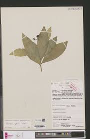 Image result for Orthopichonia barteri