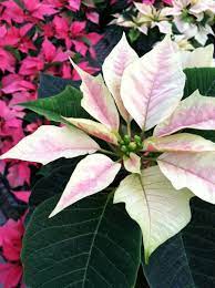 Patina White Christmas Flower Arrangements Christmas Flowers Winter Flowers
