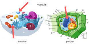 Most cells, both animal and plant, range in size between 1 and 100 micrometers and are thus visible only with the aid of a microscope. Difference Between Plant And Animal Cells Science Trends