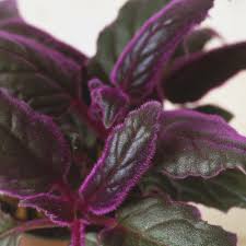 See more ideas about plants, house plants, houseplants. Colorful Houseplants That Aren T Hard To Grow
