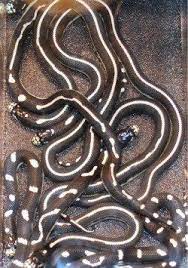King Snake Patterns Snake Snake Patterns Reptiles