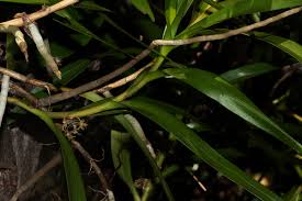 Image result for Tridactyle tridactylites