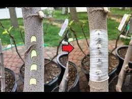 Young, vigorous fruit trees less than five years old are the best for grafting. Bud Grafting The Easiest Graft Youtube