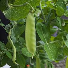 Image result for Pisum sativum