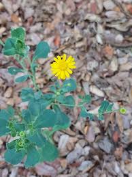 Image result for Emilia discifolia