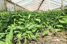 This also helps keep it cool during hot weather. Water Spinach Farmers Struggle To Recover After Hurricane Harvey The Salt Npr