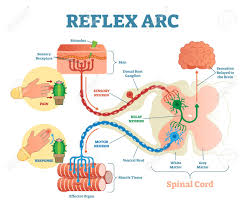 An interneuron (also called relay neuron, association neuron, connector neuron or local circuit neuron) is a neuron that forms a connection between other neurons. Spinal Reflex Arc Anatomical Scheme Vector Illustration With Royalty Free Cliparts Vectors And Stock Illustration Image 96315447