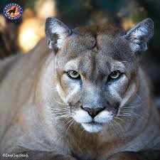See more ideas about florida panther, panther, big cats. Save The Florida Panther Day Defenders Of Wildlife