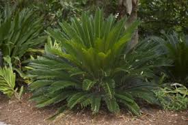 But it is very difficult to find in places to eat because this bread is a family consumption and is. When Can I Transplant Sago Palms Tips On Moving A Sago Palm Tree
