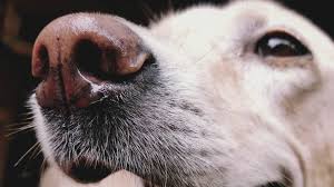 Hace 60 años, la perra laika se convirtió en el primer ser vivo en dejar la tierra rumbo al espacio. Celebremos El Dia Mundial Del Perro Soy Positivo