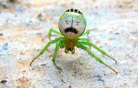 Pin On Spiders