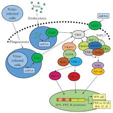 Dsrna can be detected by pattern recognition receptors, for example, tlr3 thus, the promising potential of dsrna analogues as a tumor therapeutic vaccine adjuvant should be evaluated cautiously. Development Of Drugs Based On High Polymeric Double Stranded Rna For Antiviral And Antitumor Therapy Springerlink