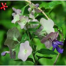 Image result for Holmskioldia