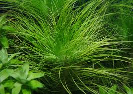 Image result for Eriocaulon setaceum