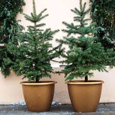 We did not find results for: Caring For A Potted Christmas Tree Pot Grown Christmas Trees